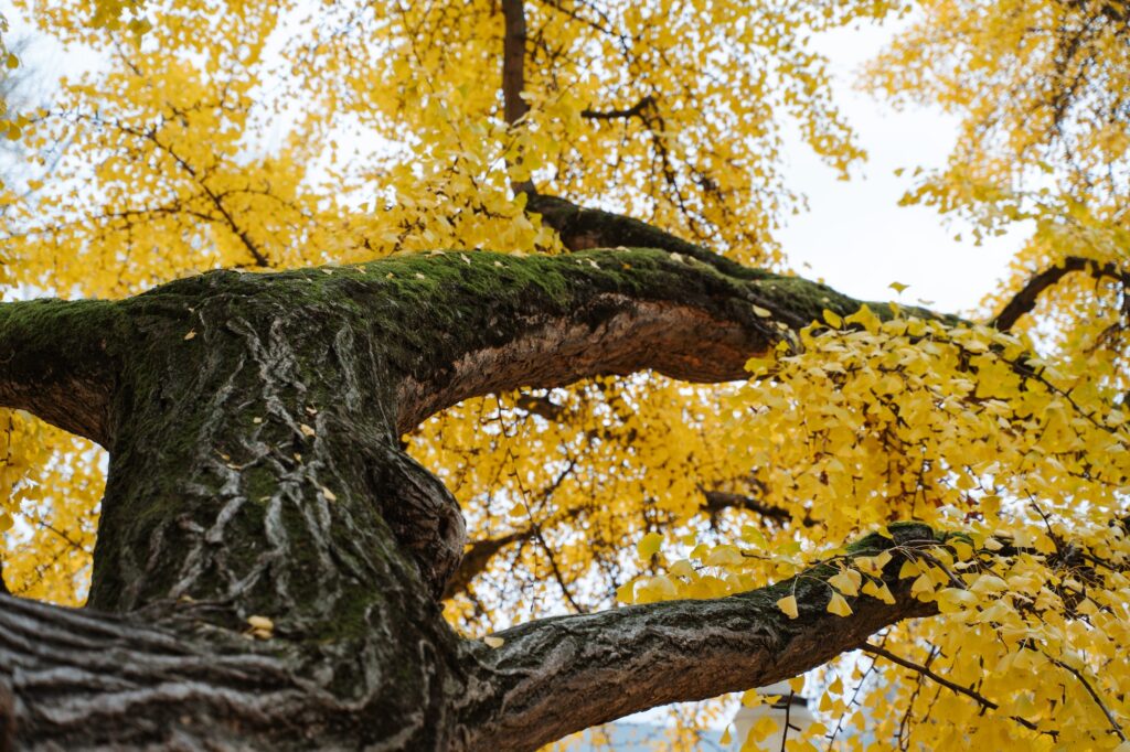 Yellow ginkgo biloba tree
