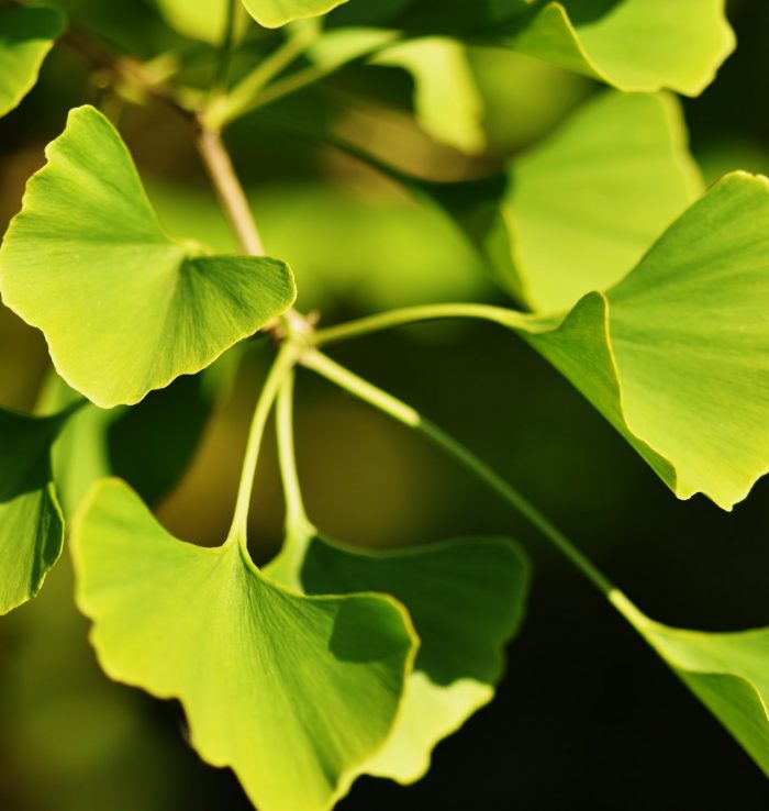 Ginkgo biloba leaves