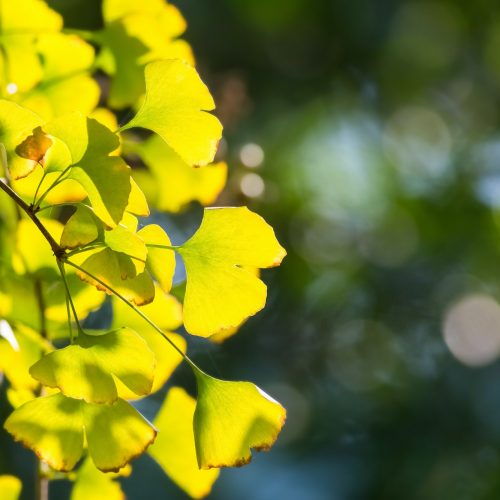 ginkgo leaves in autumn